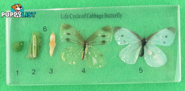 Specimen Block - Life Cycle of Butterfly - SC013