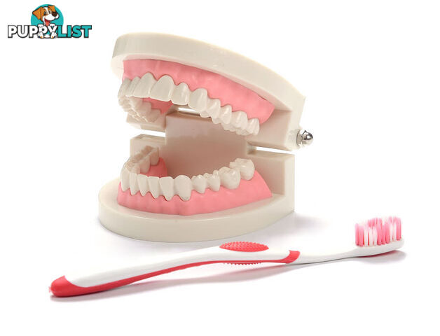 Teeth Cleaning Teaching Model with Tooth Brush Dentist Tooth Cleaning - PR1042