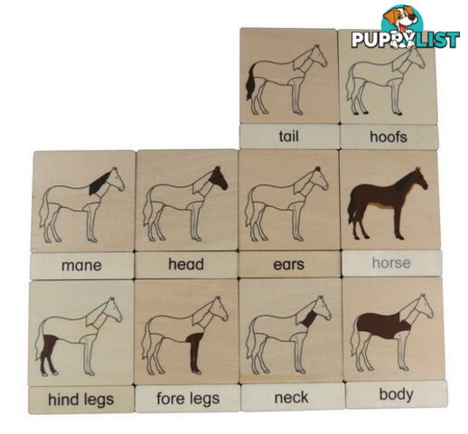 Classification 3 Part Timber Cards - Horse Parts - LA46425