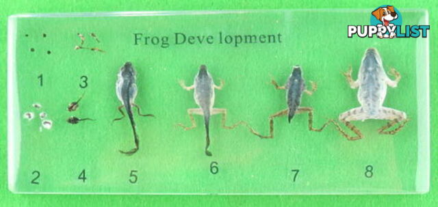 Specimen Block - Frog Development - SC007