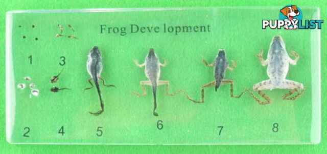 Specimen Block - Frog Development - SC007