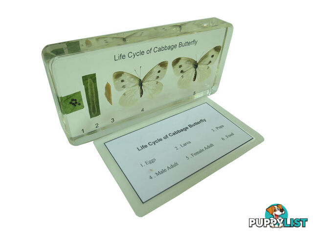 Specimen Block - Life Cycle of Cabbage Butterfly - BO44240