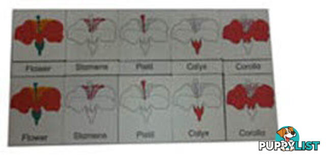 Classification 3 Part Timber Cards - Flower Parts - LA46424