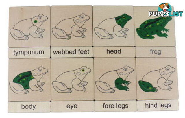 Classification 3 Part Timber Cards - Frog Parts - LA46428