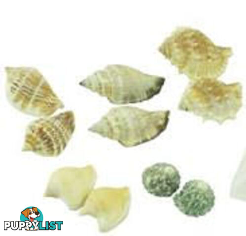 Sea Shells Matching Activity - PR1048