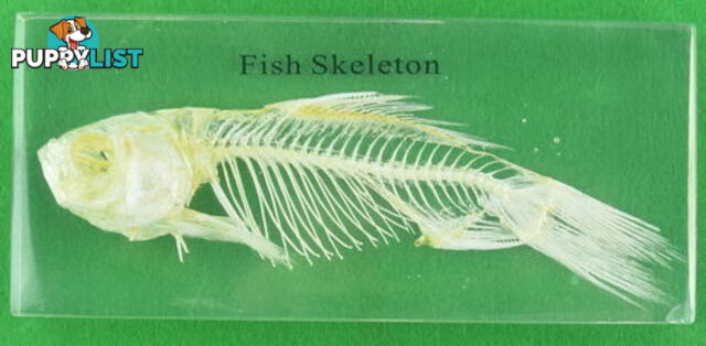 Specimen Block - Fish Skeleton - SC021