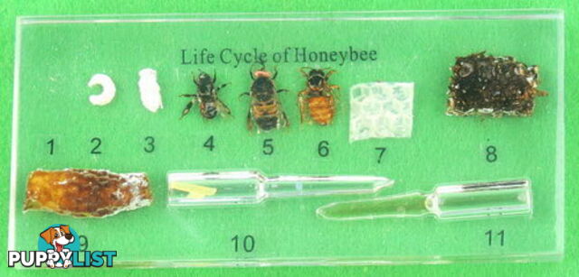 Specimen Block - Life Cycle of the Honey Bee - SC010