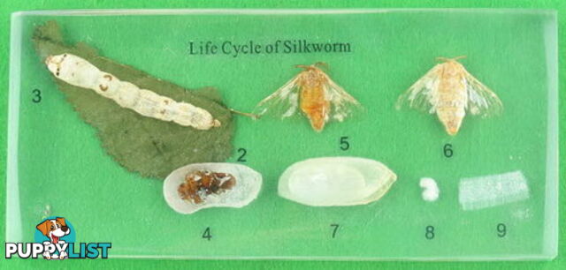 Specimen Block - Life Cycle of Silkworm - SC008