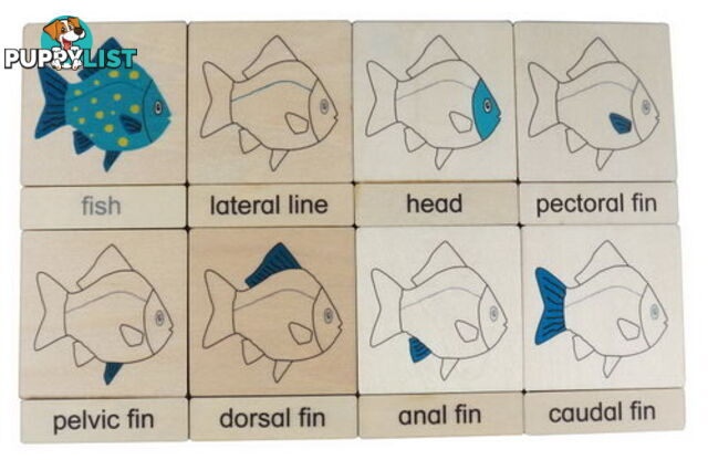 Classification 3 Part Timber Cards - Fish Parts - LA46429