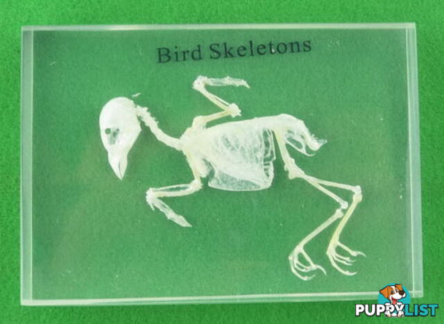 Specimen Block - Bird Skeleton - SC023