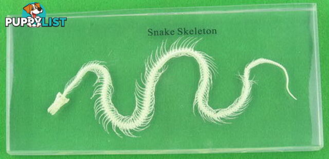 Specimen Block - Snake Skeleton - SC024