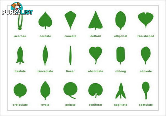 Botany Control Chart - Plastic - BO005-2.500140