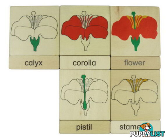 Classification 3 Part Timber Cards - Flower Parts - 406424