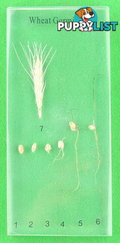 Specimen Block - Wheat Germination - SC020