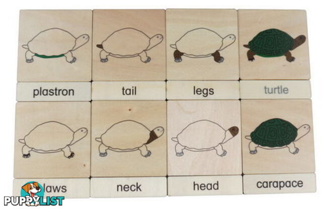 Classification 3 Part Timber Cards - Turtle Parts - LA46426