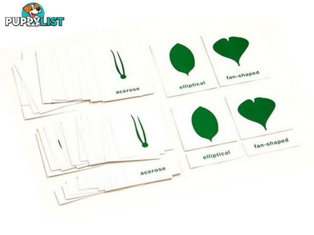 Botany Nomenclature Cards - BO005-1.500120