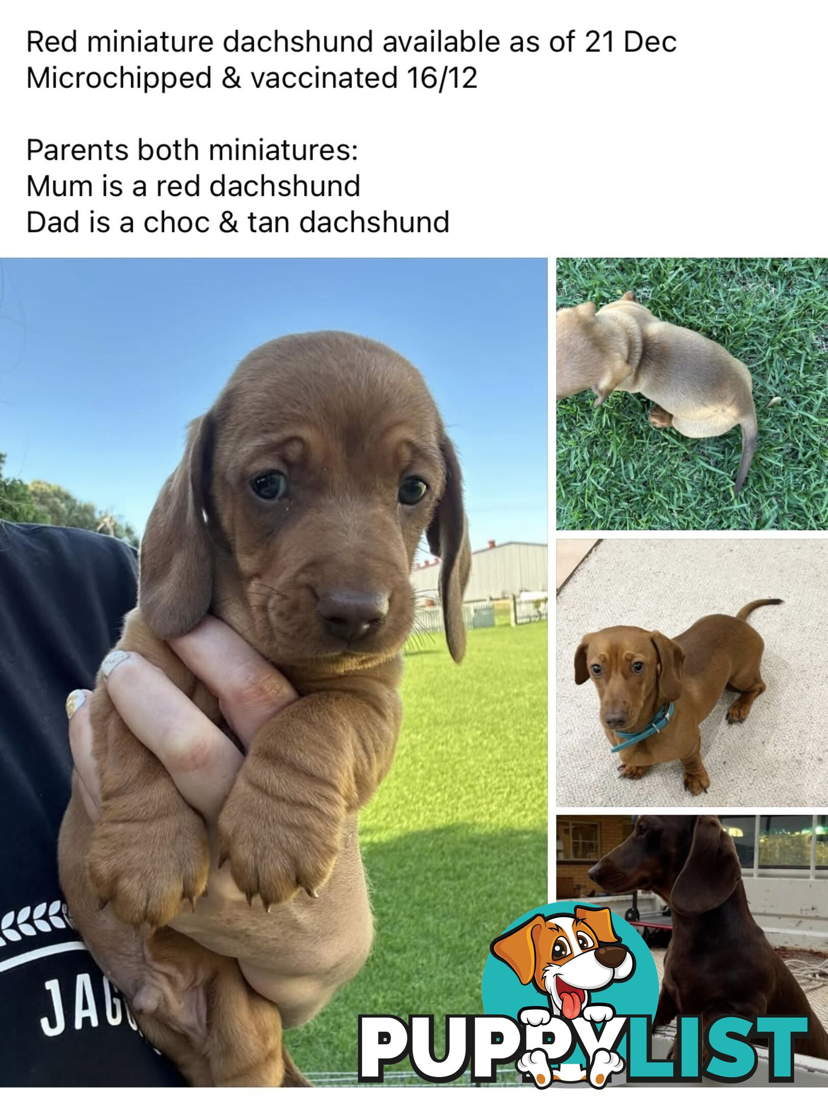 Miniature Dachshund - Red Male