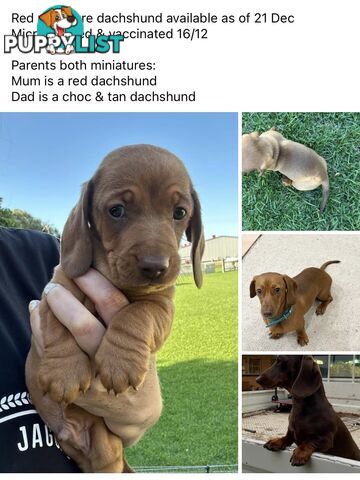 Miniature Dachshund - Red Male