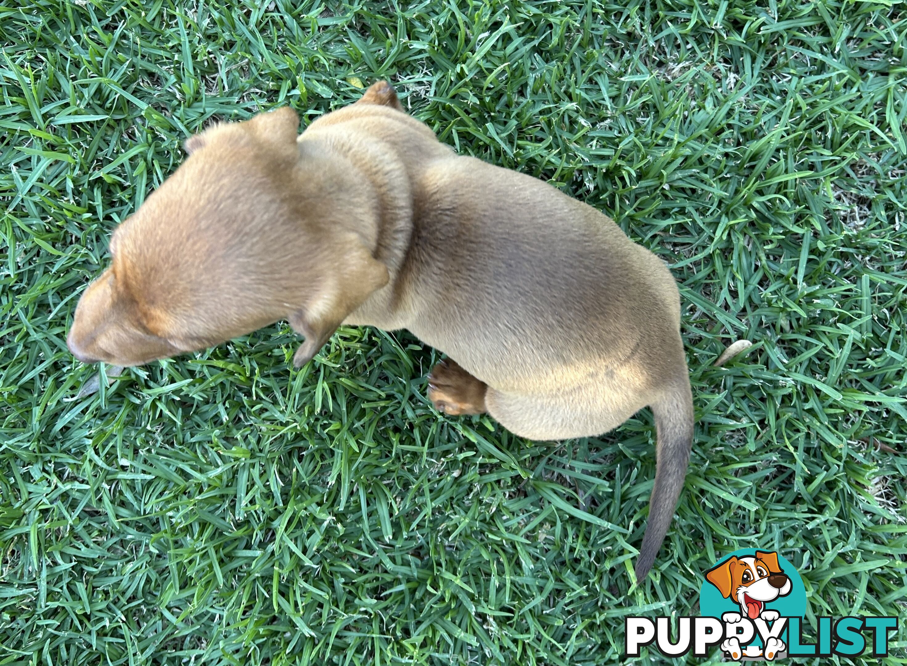 Miniature Dachshund - Red Male