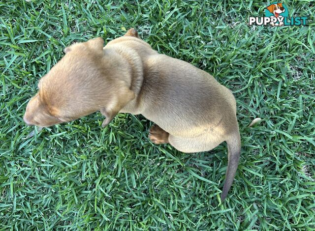 Miniature Dachshund - Red Male