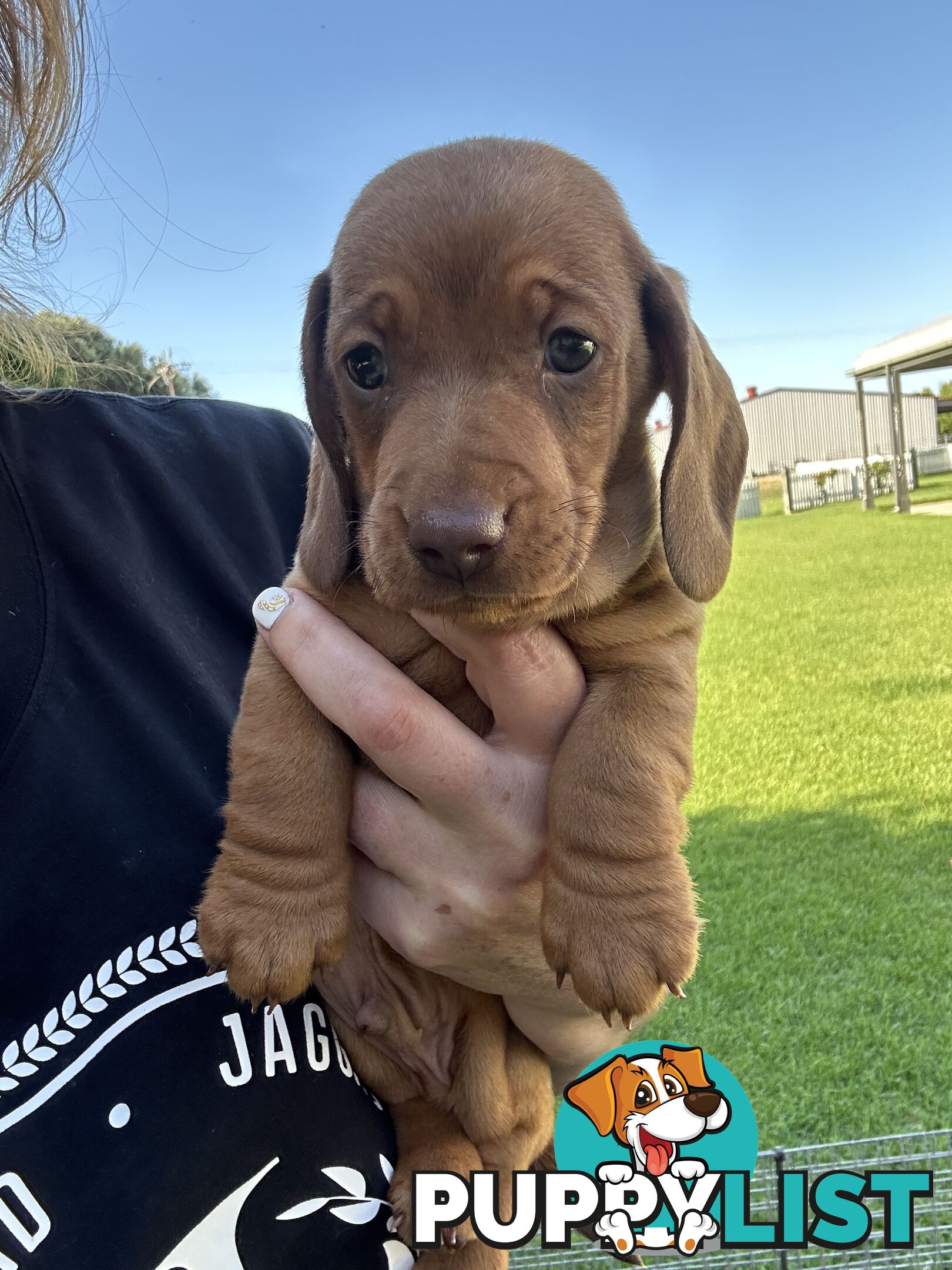 Miniature Dachshund - Red Male