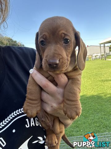 Miniature Dachshund - Red Male