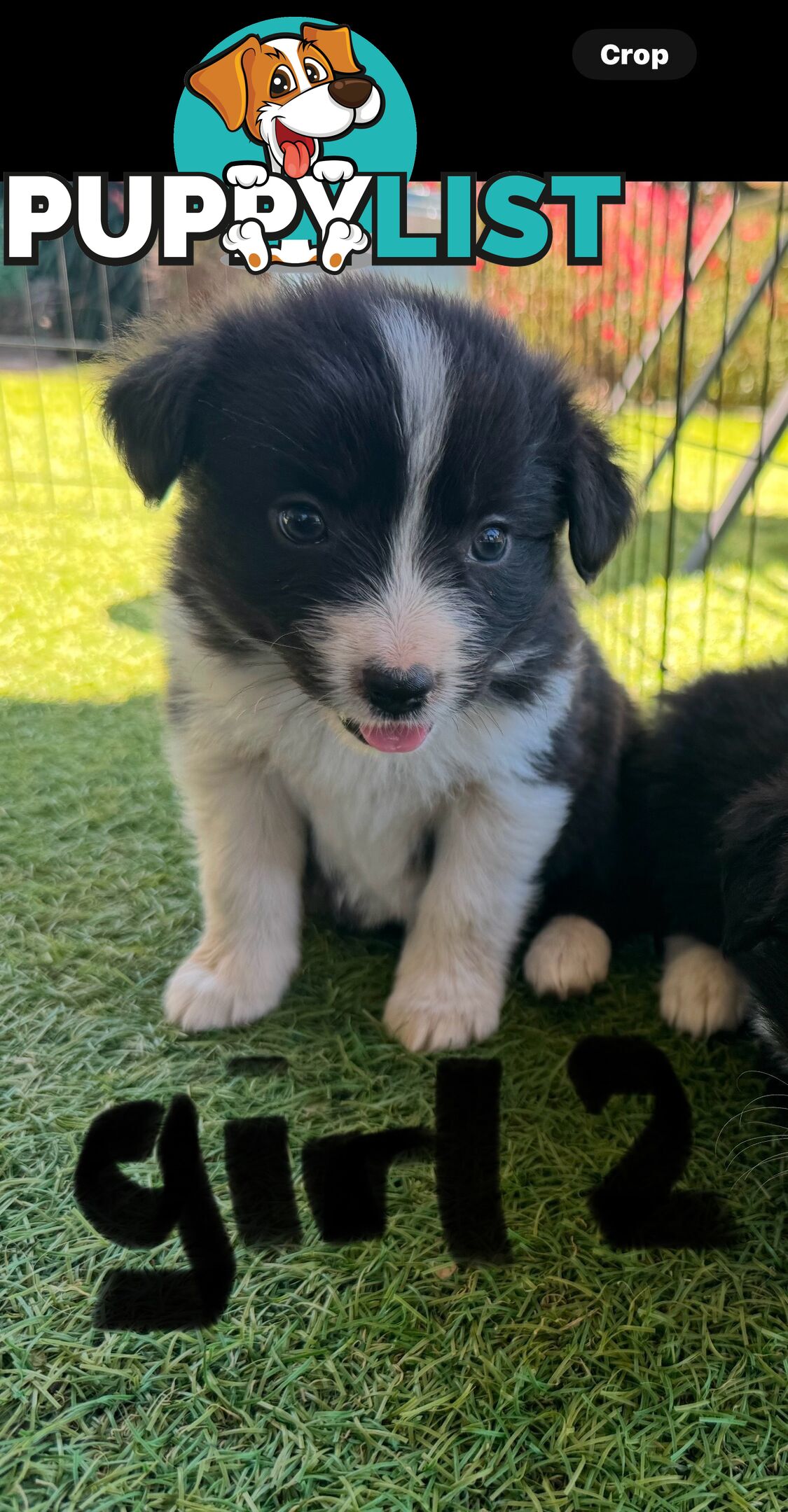 Beautiful Border Collie Puppies