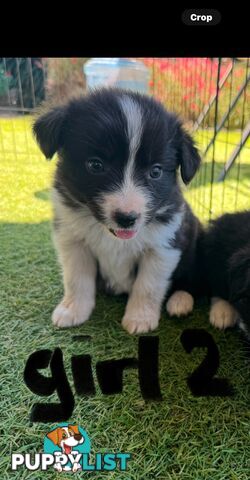 Beautiful Border Collie Puppies