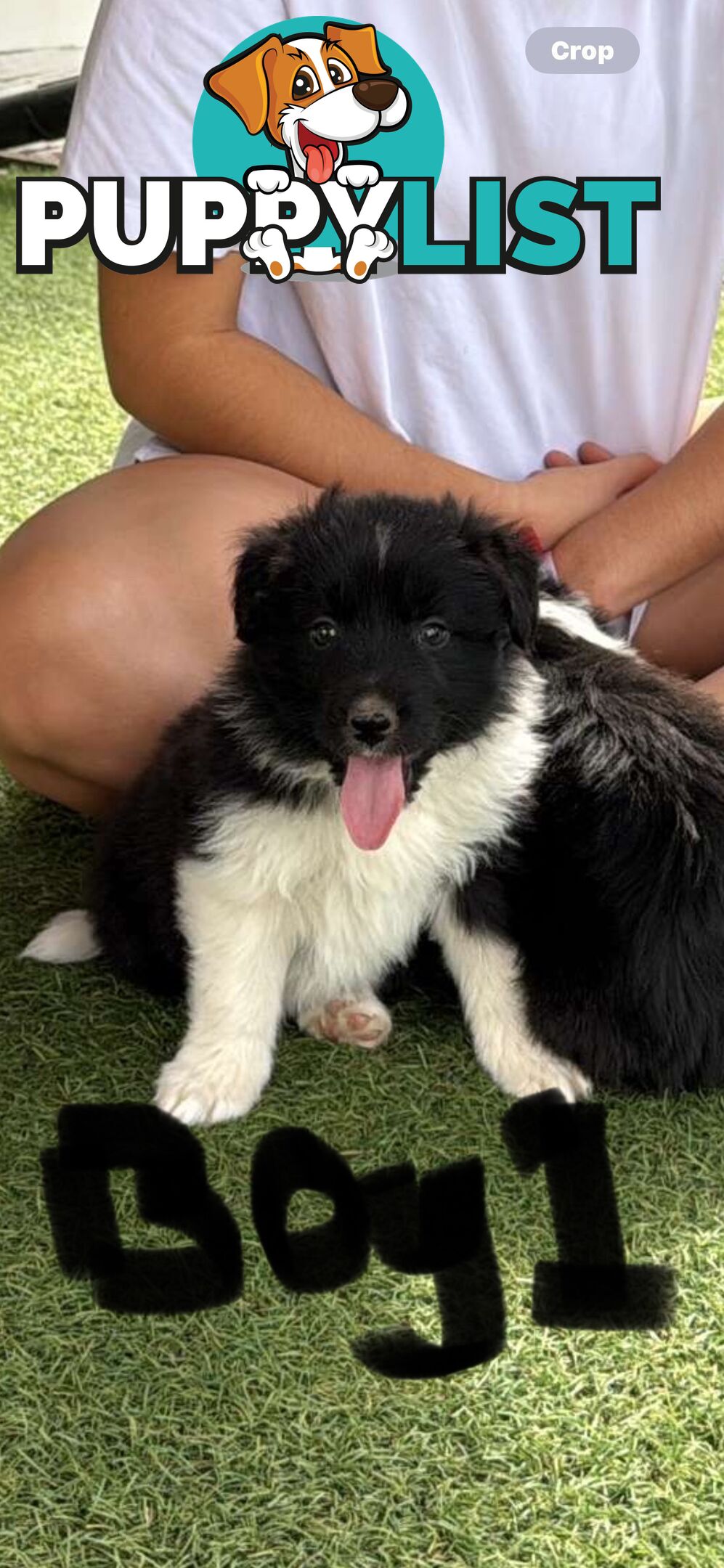 Beautiful Border Collie Puppies