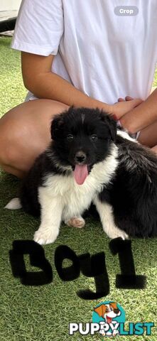 Beautiful Border Collie Puppies