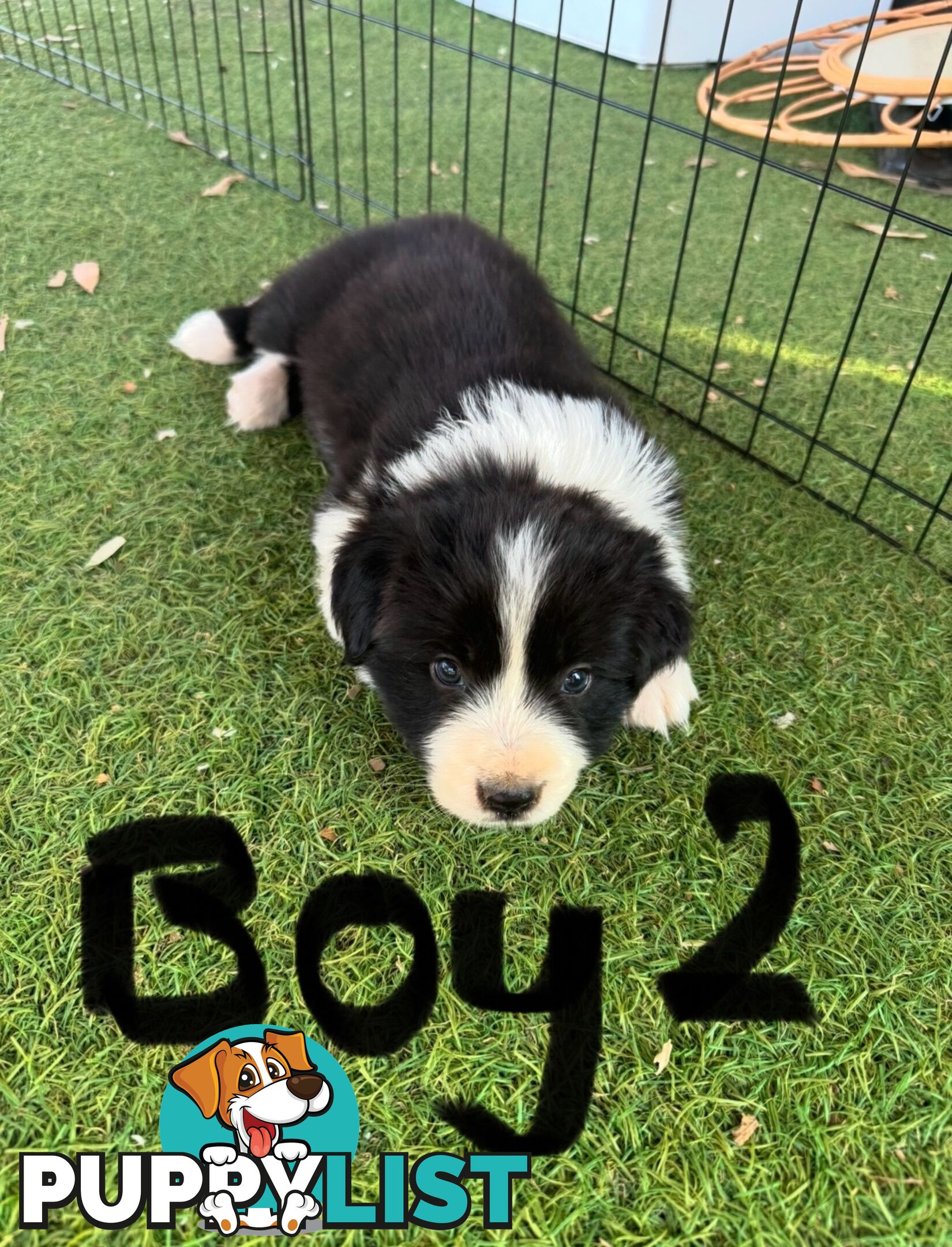 Beautiful Border Collie Puppies