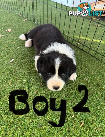Beautiful Border Collie Puppies