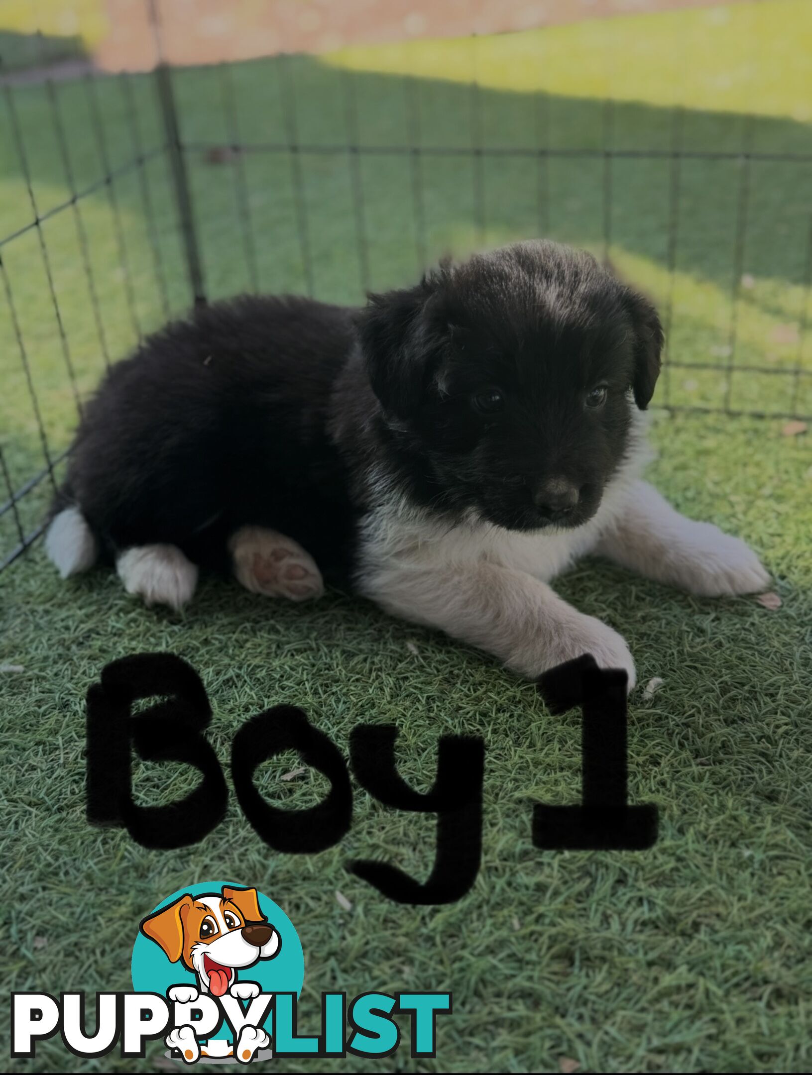 Beautiful Border Collie Puppies