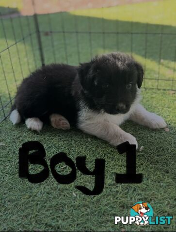 Beautiful Border Collie Puppies