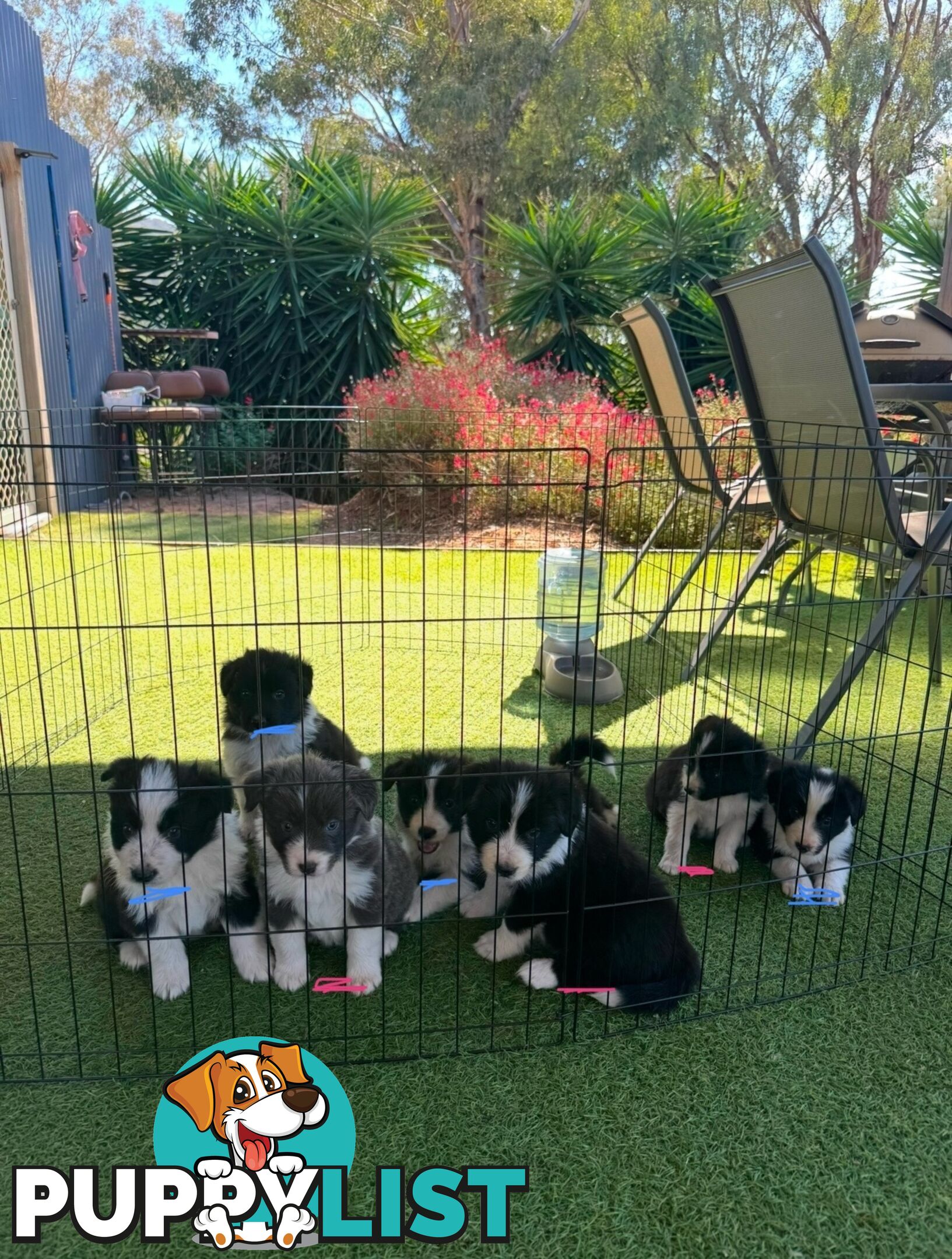 Beautiful Border Collie Puppies