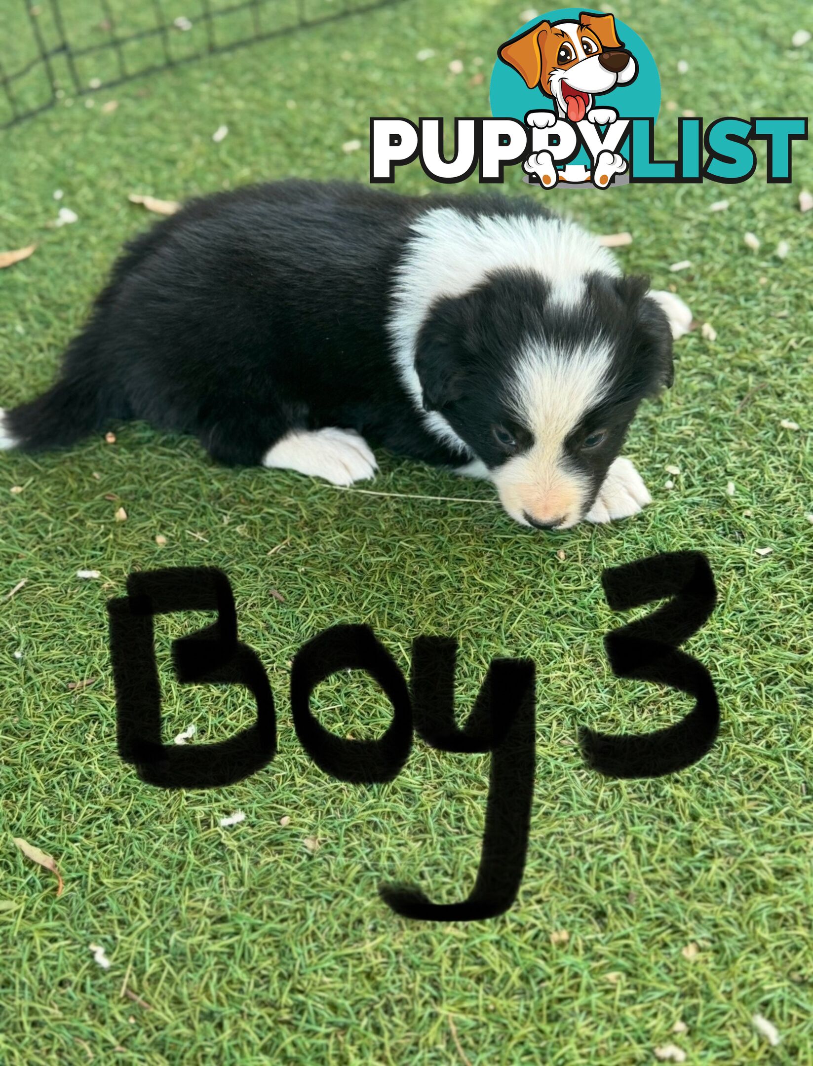 Beautiful Border Collie Puppies