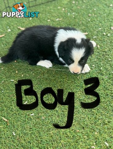Beautiful Border Collie Puppies