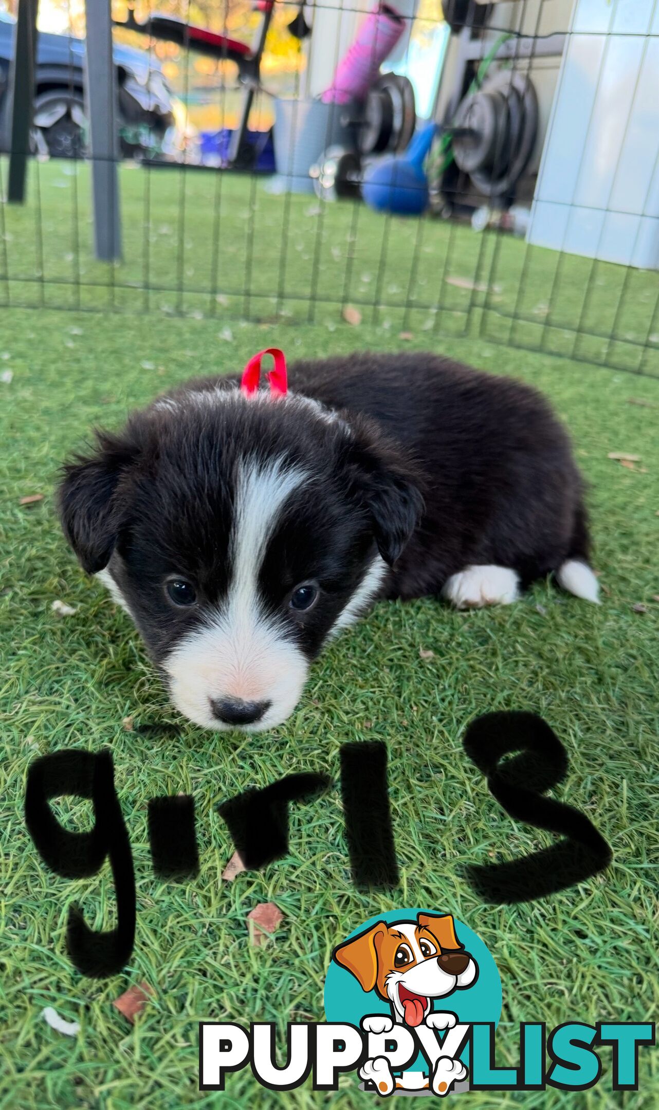 Beautiful Border Collie Puppies