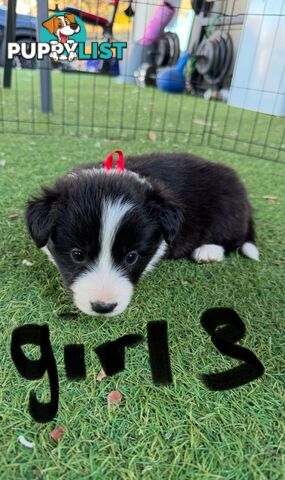 Beautiful Border Collie Puppies