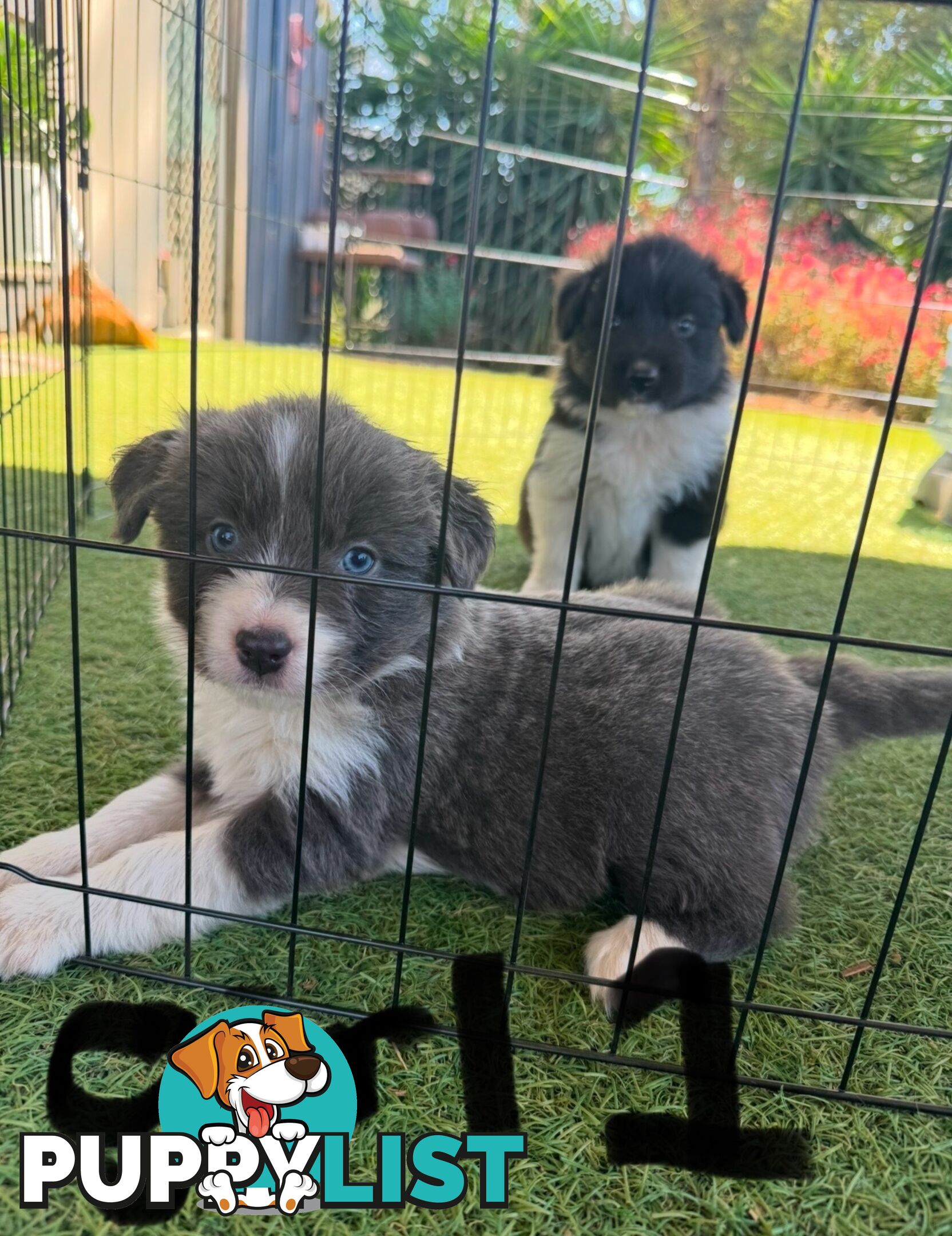 Beautiful Border Collie Puppies