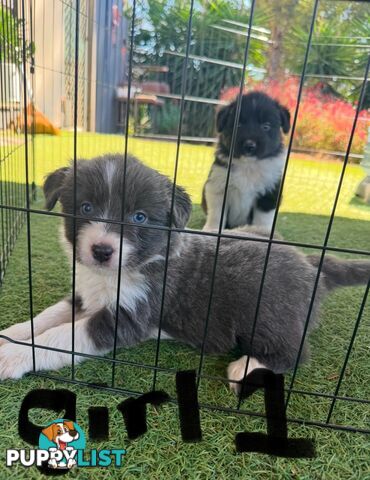 Beautiful Border Collie Puppies