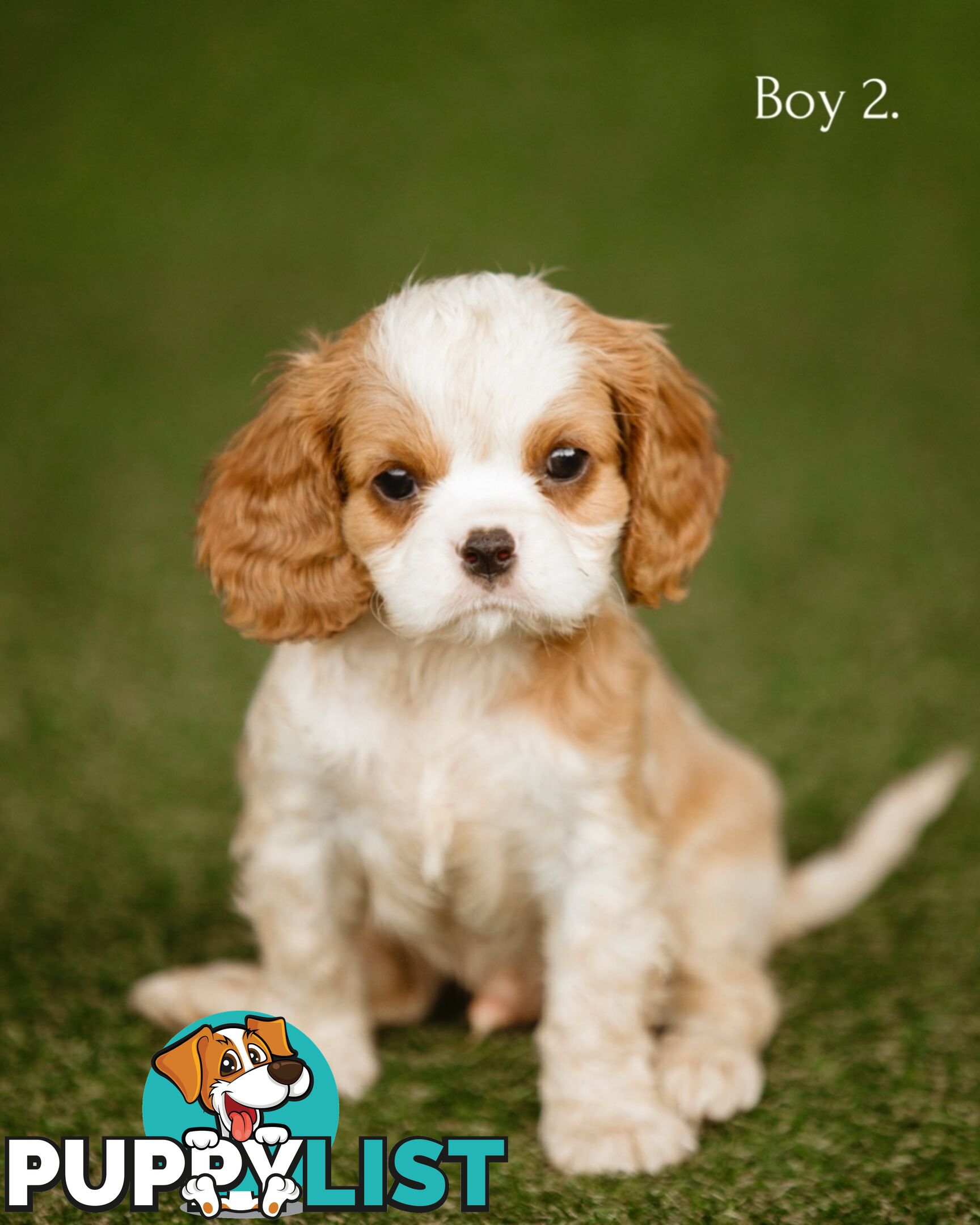 Cavalier King Charles Spaniel Purebred Puppies