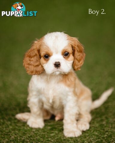 Cavalier King Charles Spaniel Purebred Puppies