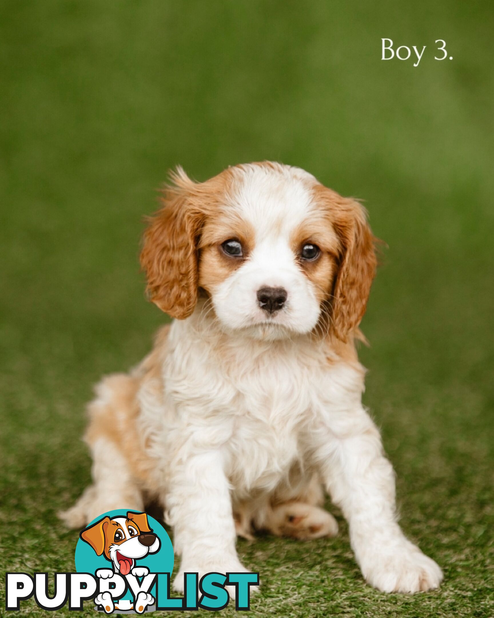 Cavalier King Charles Spaniel Purebred Puppies