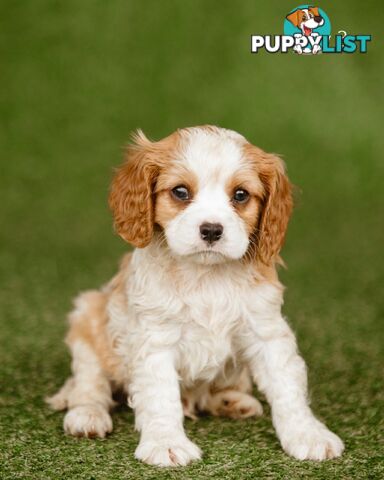 Cavalier King Charles Spaniel Purebred Puppies