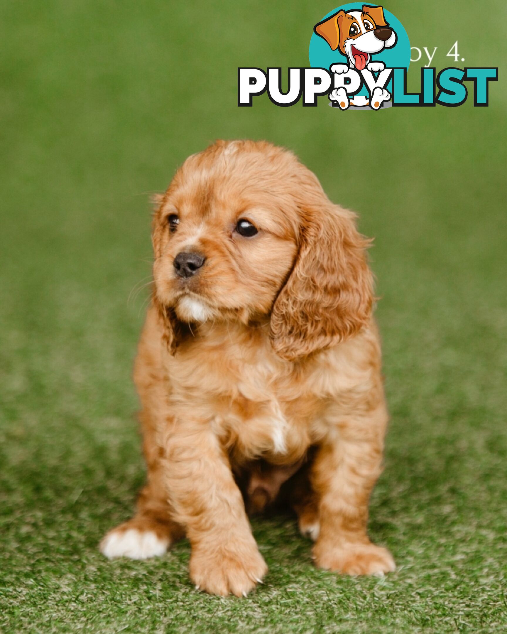 Cavalier King Charles Spaniel Purebred Puppies