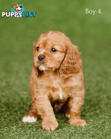 Cavalier King Charles Spaniel Purebred Puppies