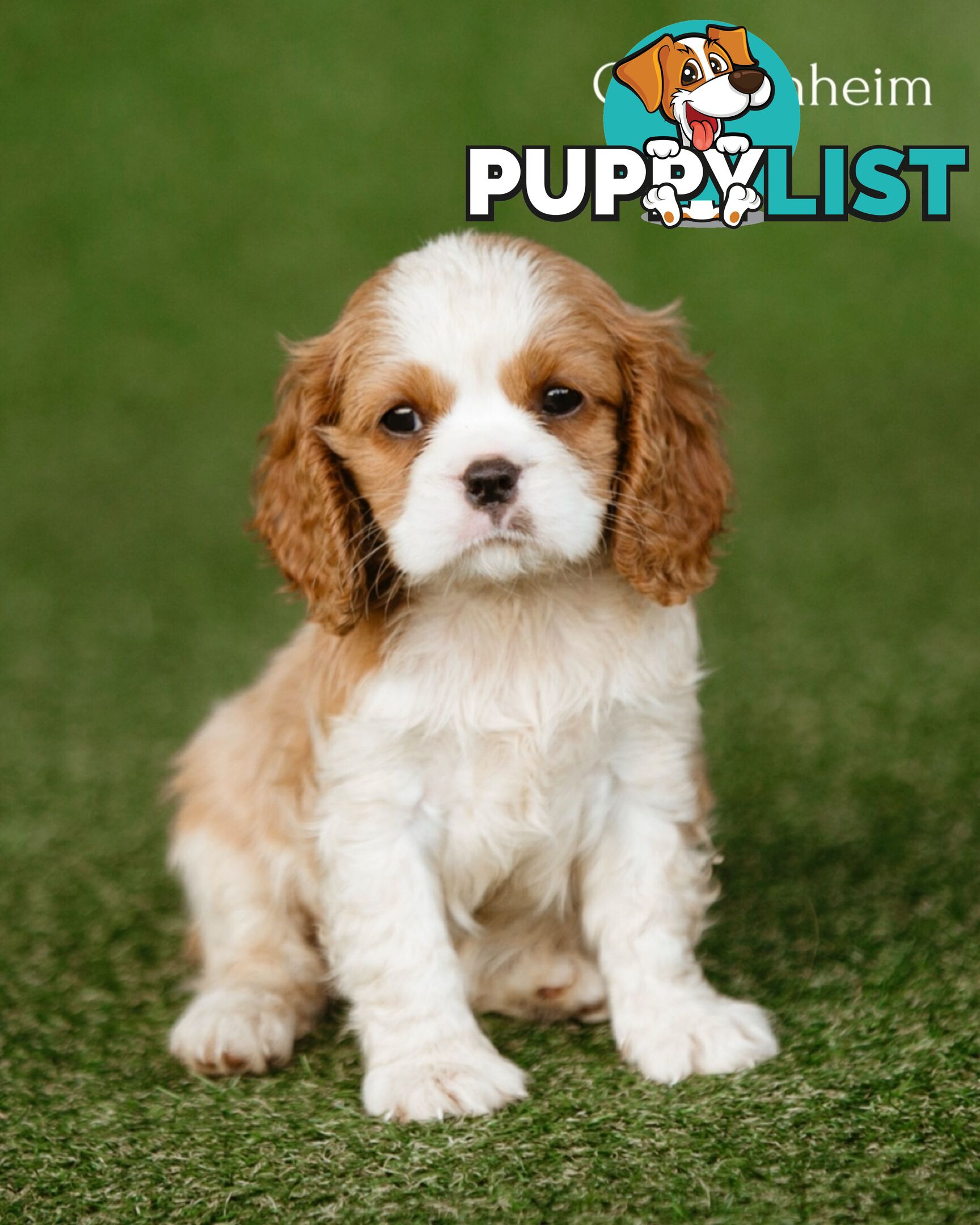 Cavalier King Charles Spaniel Purebred Puppies