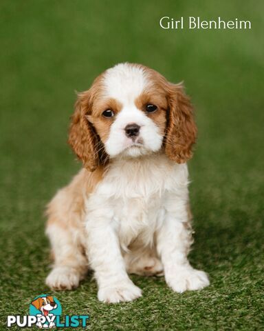 Cavalier King Charles Spaniel Purebred Puppies