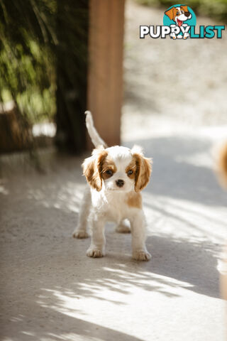 Cavalier King Charles Spaniel Purebred Puppies
